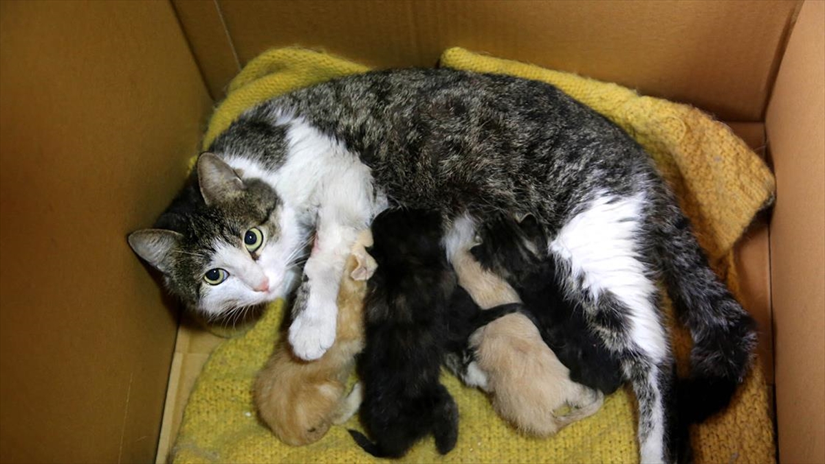 Yavruları ölen kedi, annelerini kaybeden yavrulara kucak açtı