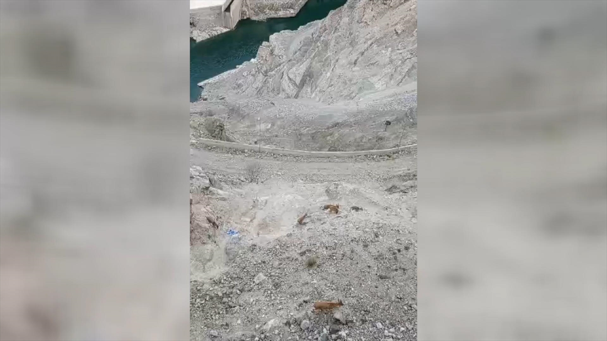 Artvin’de baraj çevresinde yaban keçileri görüntülendi