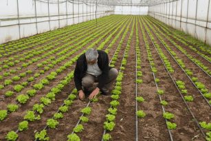 Büyükşehir Desteğiyle Topraklar Bereketlendi