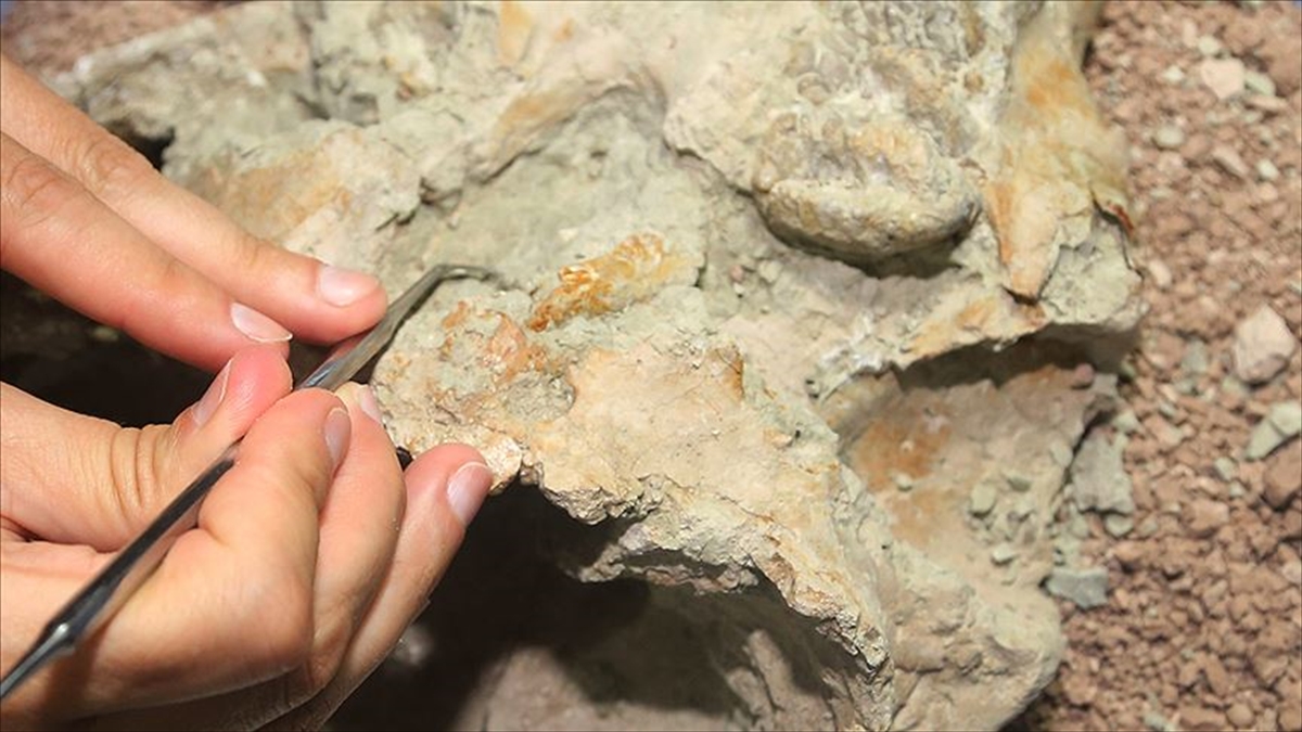 Avustralya’da 100 milyon yıl öncesine ait elasmosaurus iskeleti bulundu￼