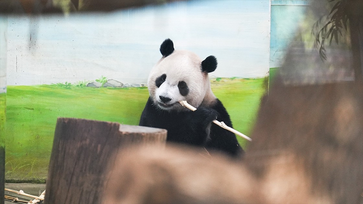 Araştırma: Hayvanat bahçesindeki pandalar “jetlag” yaşıyor olabilir