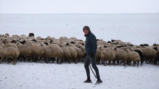 Kars’ta merada kar yağışına yakalanan besiciler zor anlar yaşadı