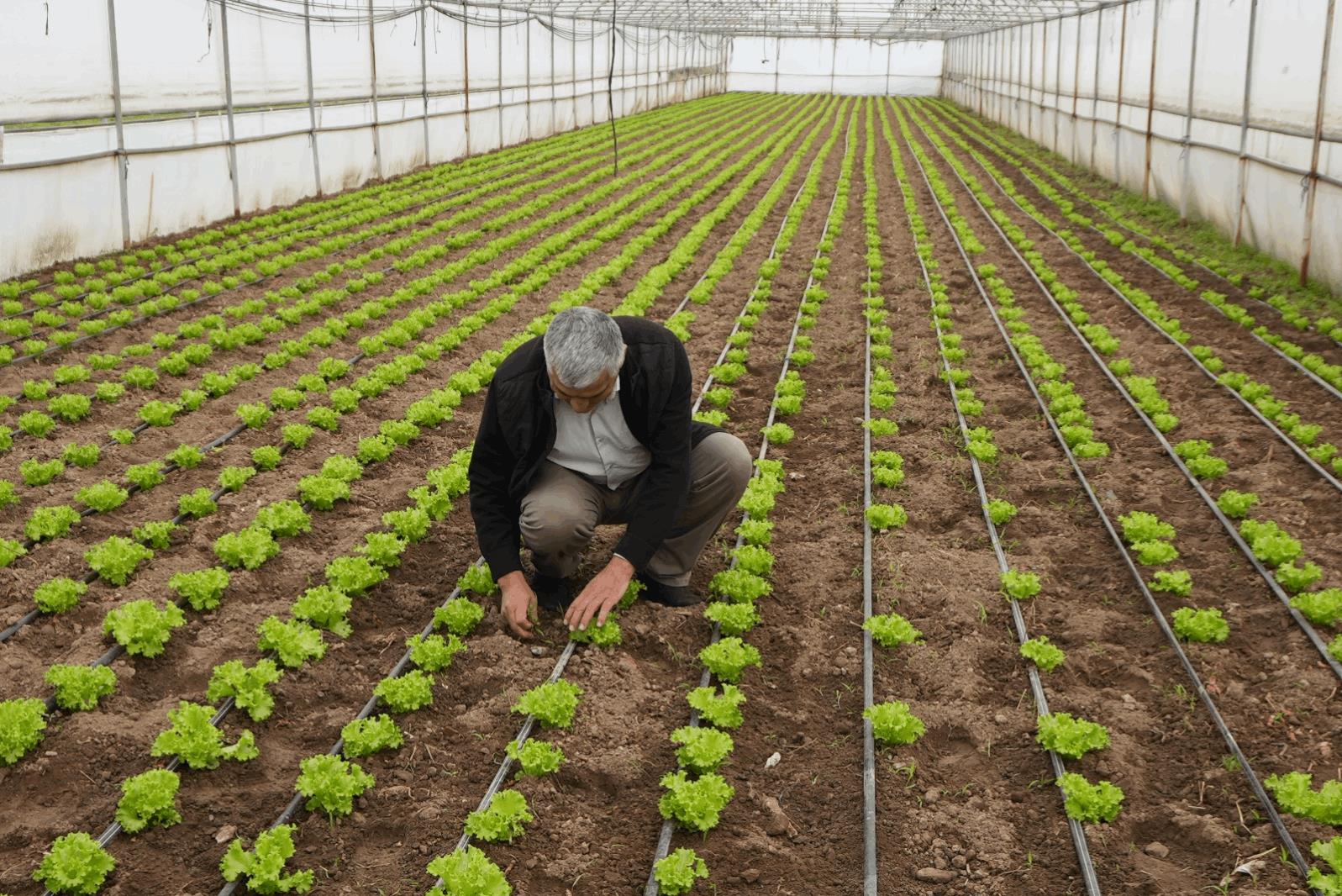 Büyükşehir Desteğiyle Topraklar Bereketlendi