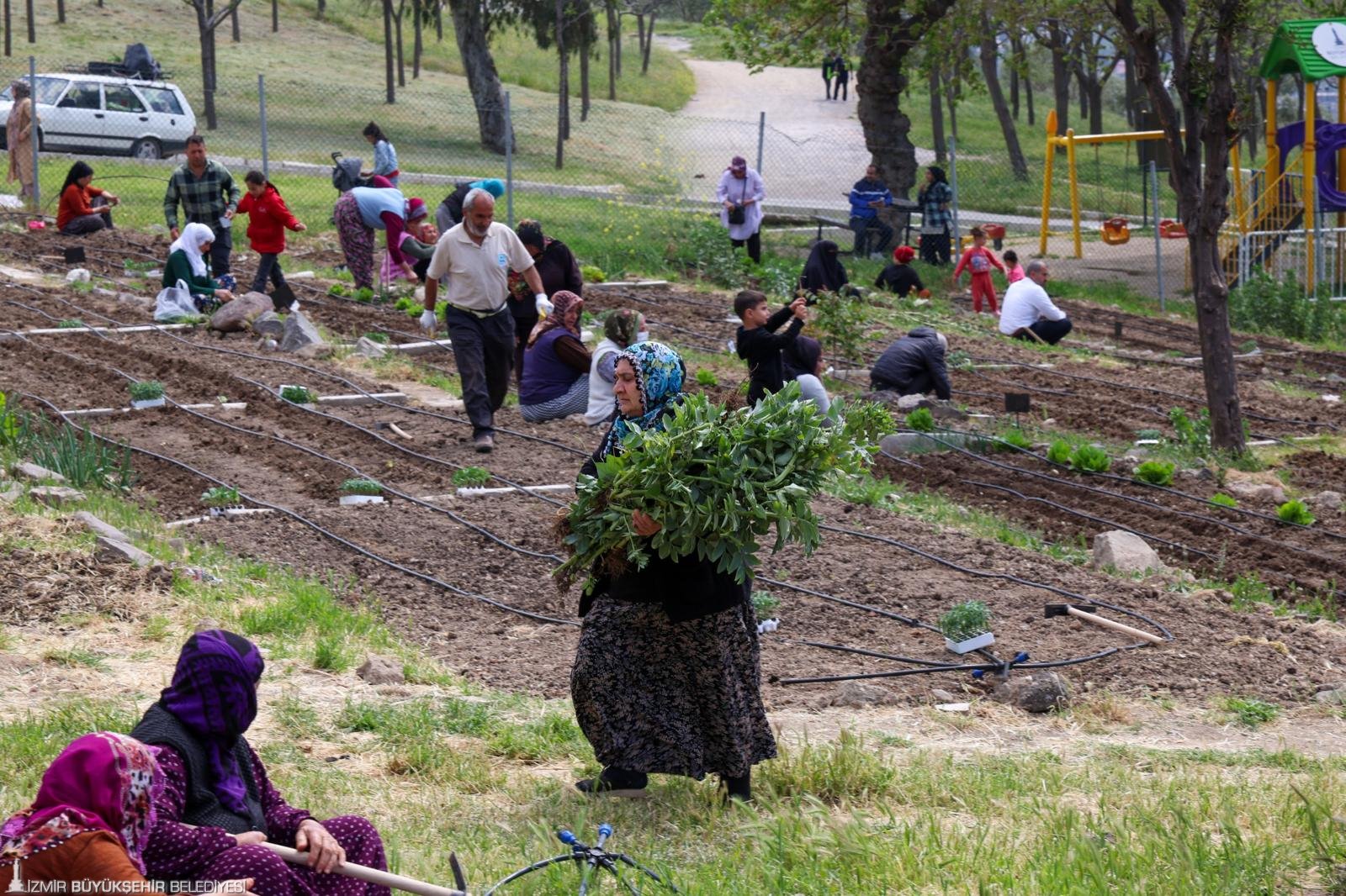 Toprakta hayat, sofrada bereket: Mahalle Bostanları’nda yaz hasadı